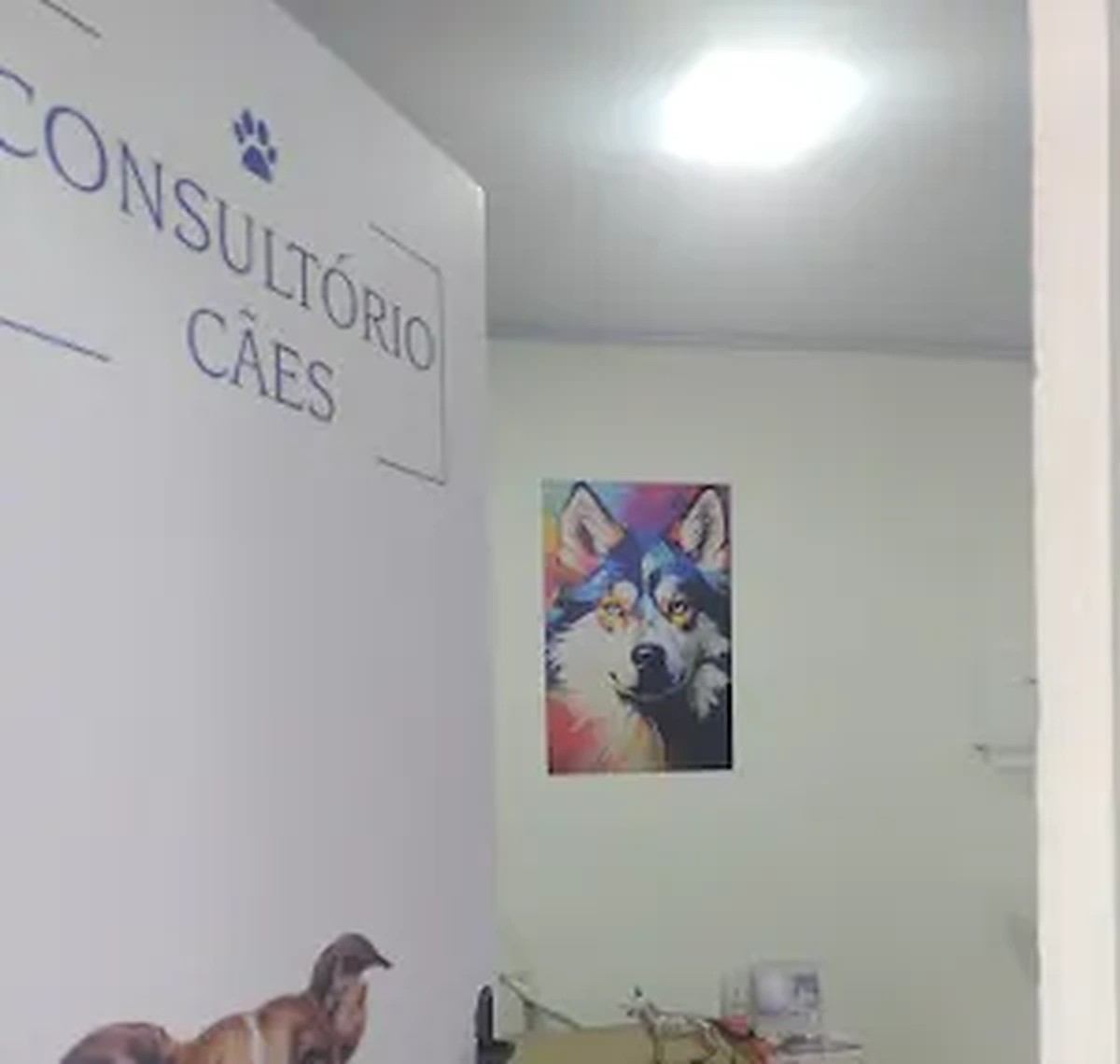 Consultório destinado ao atendimento de cães